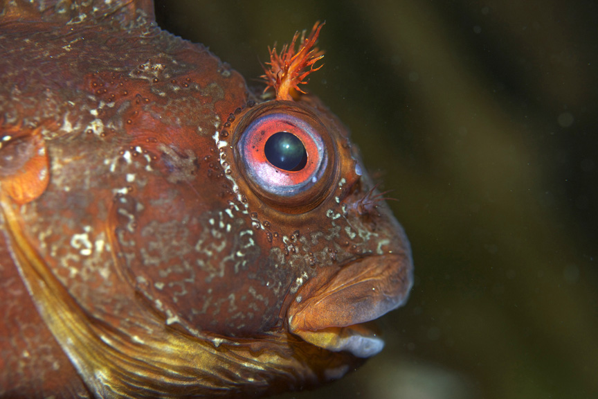 Tompot Blenny