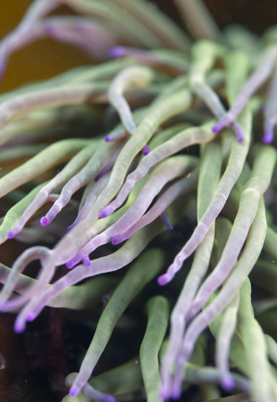 Anenome