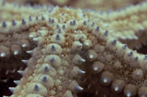 LandscapeStarfish