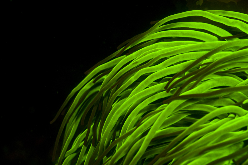 Snakelocks Anemone