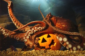 SOLENT NEWS AND PHOTOS