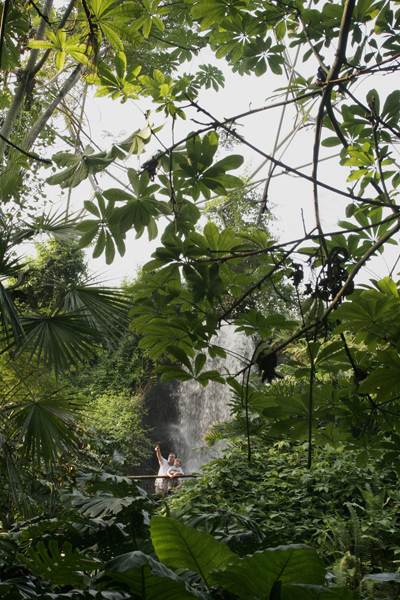 Rainforest Waterfall