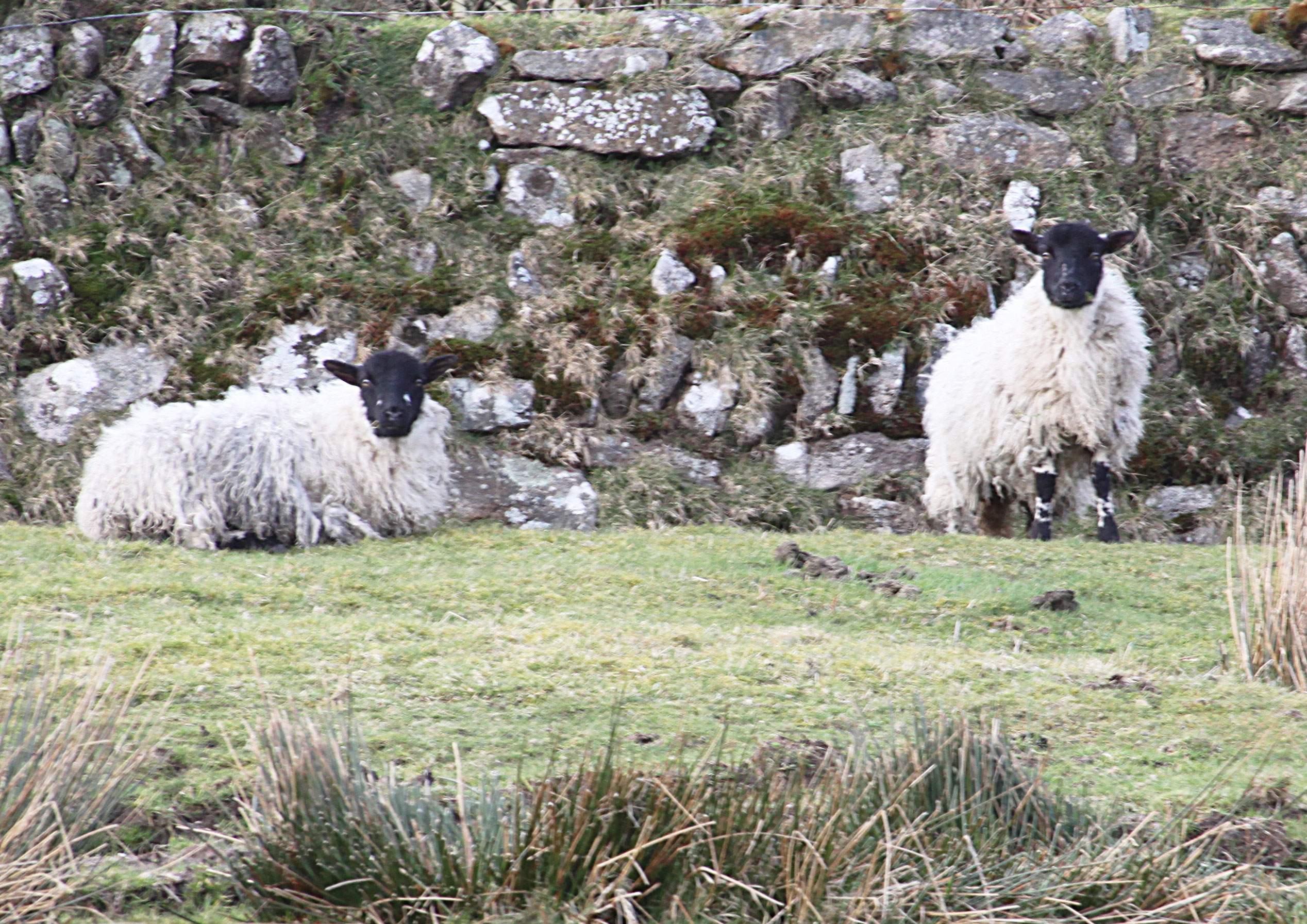 Sheep on the moor