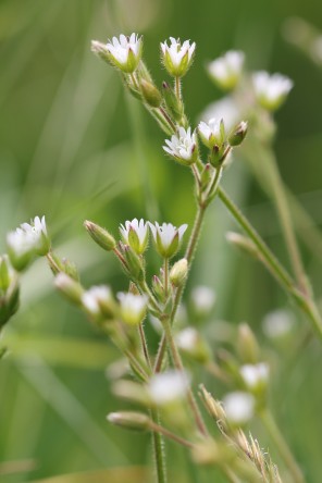 chickweed (1)