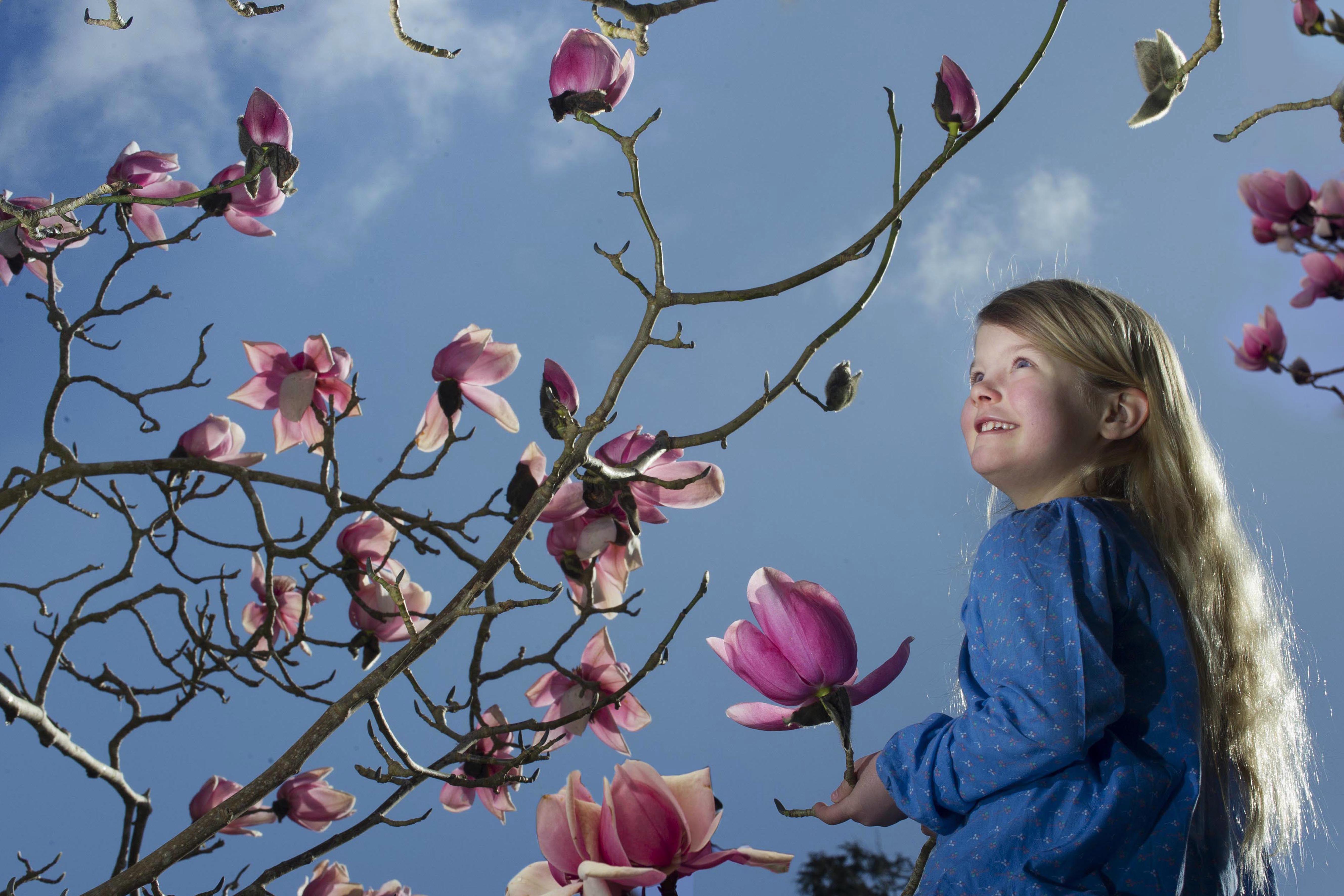 EmilyWhitfield Wicks Cornish Magnolias