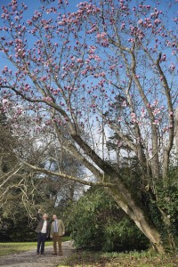 EmilyWhitfield-Wicks-Cornish Magnolias-03