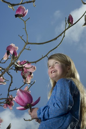 EmilyWhitfield-Wicks-Cornish Magnolias-04
