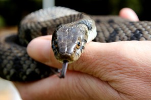A grass snake at Wildlife Celebration photo by Cornwall Wildlife Trust