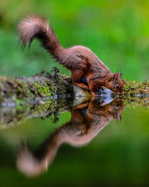 Des Lloyd. Red squirrel reflection as it drinks from a pond near Hawes in north Yorkshire