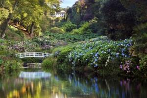 trebah house and garden; pond and hydrangeas